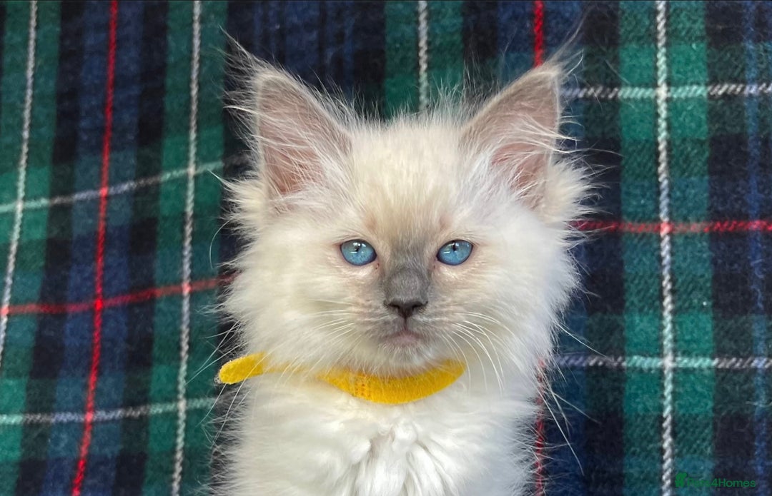 Ragdoll cats for sale: Ragdoll Kitten GCCF, ready now. - Image 4
