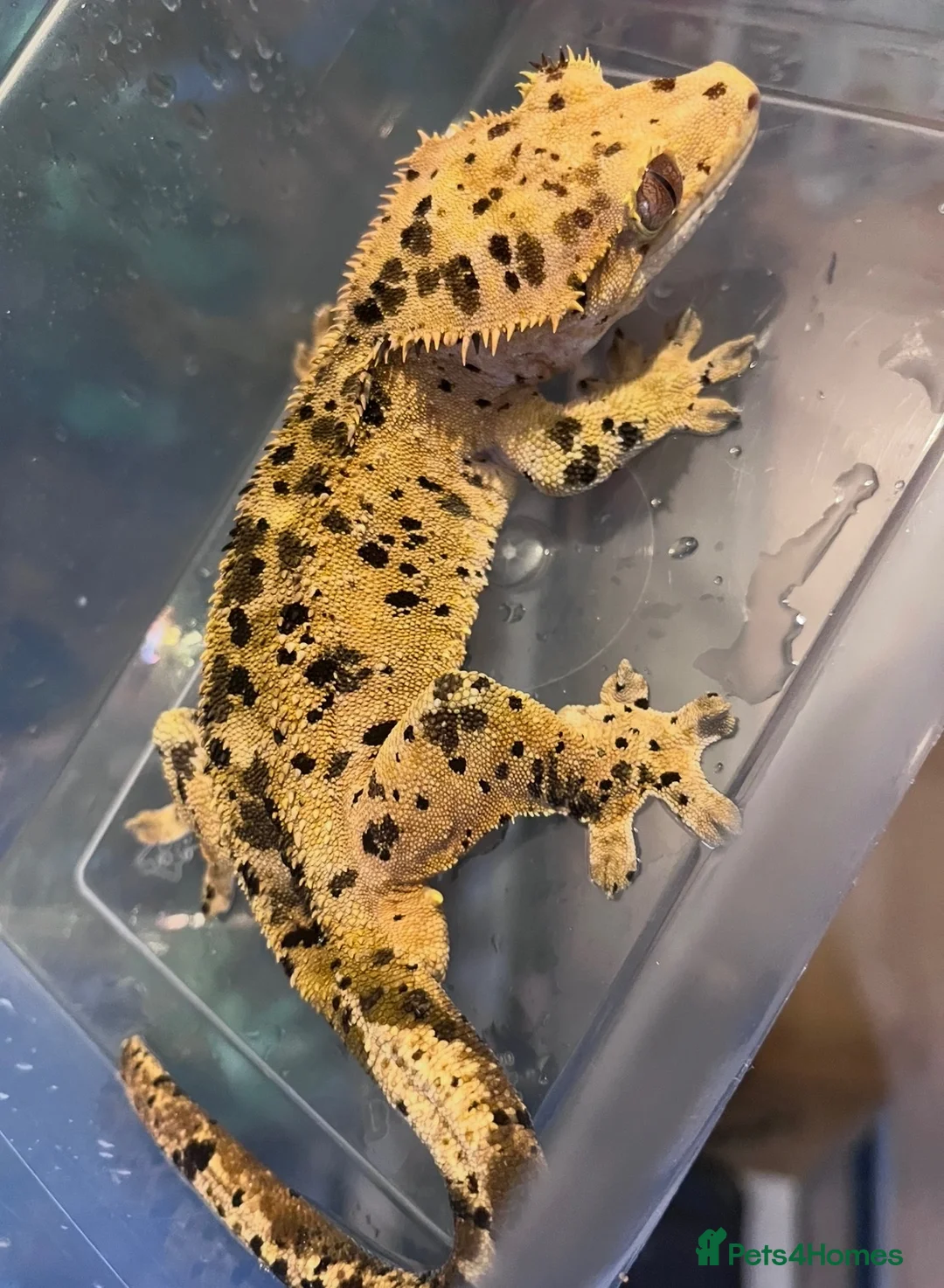 Gecko reptiles for sale: Gargoyles gecko and crested geckos  - Advert 2