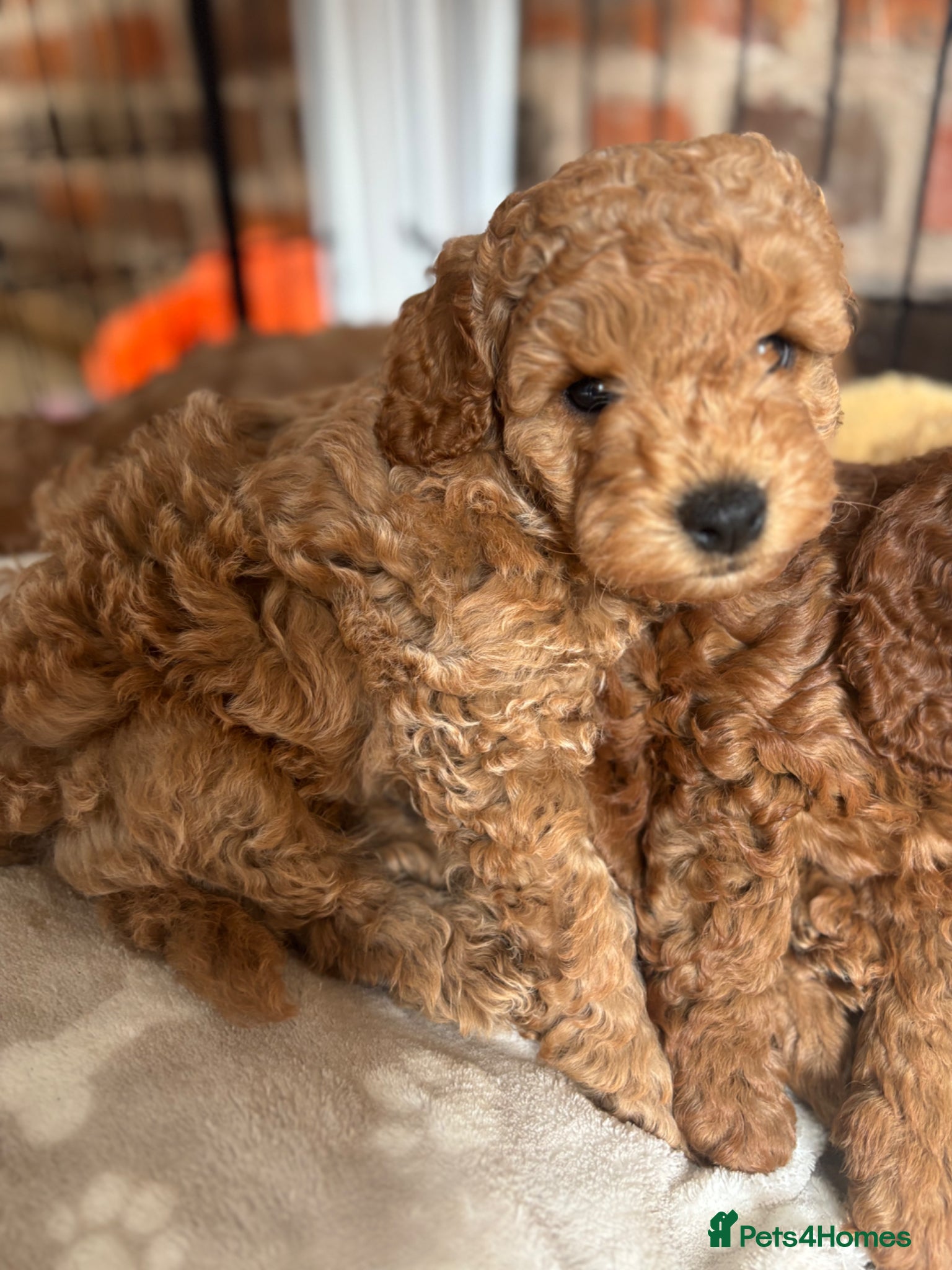Cockapoo dogs Male cockapoo boy looking for his forever home - Advert 3