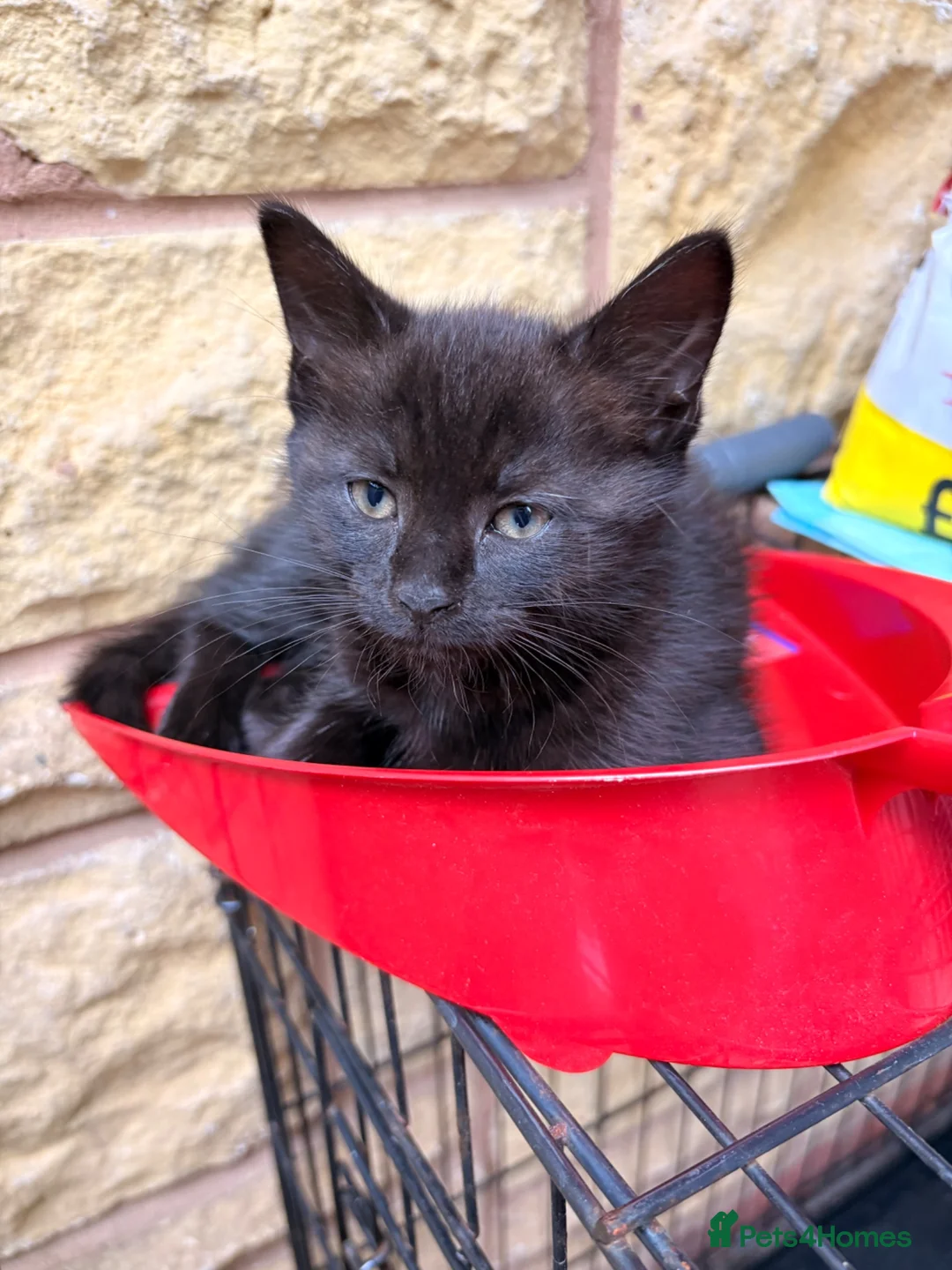 Mixed Breed cats for sale: Kittens in Worcester - Advert 9