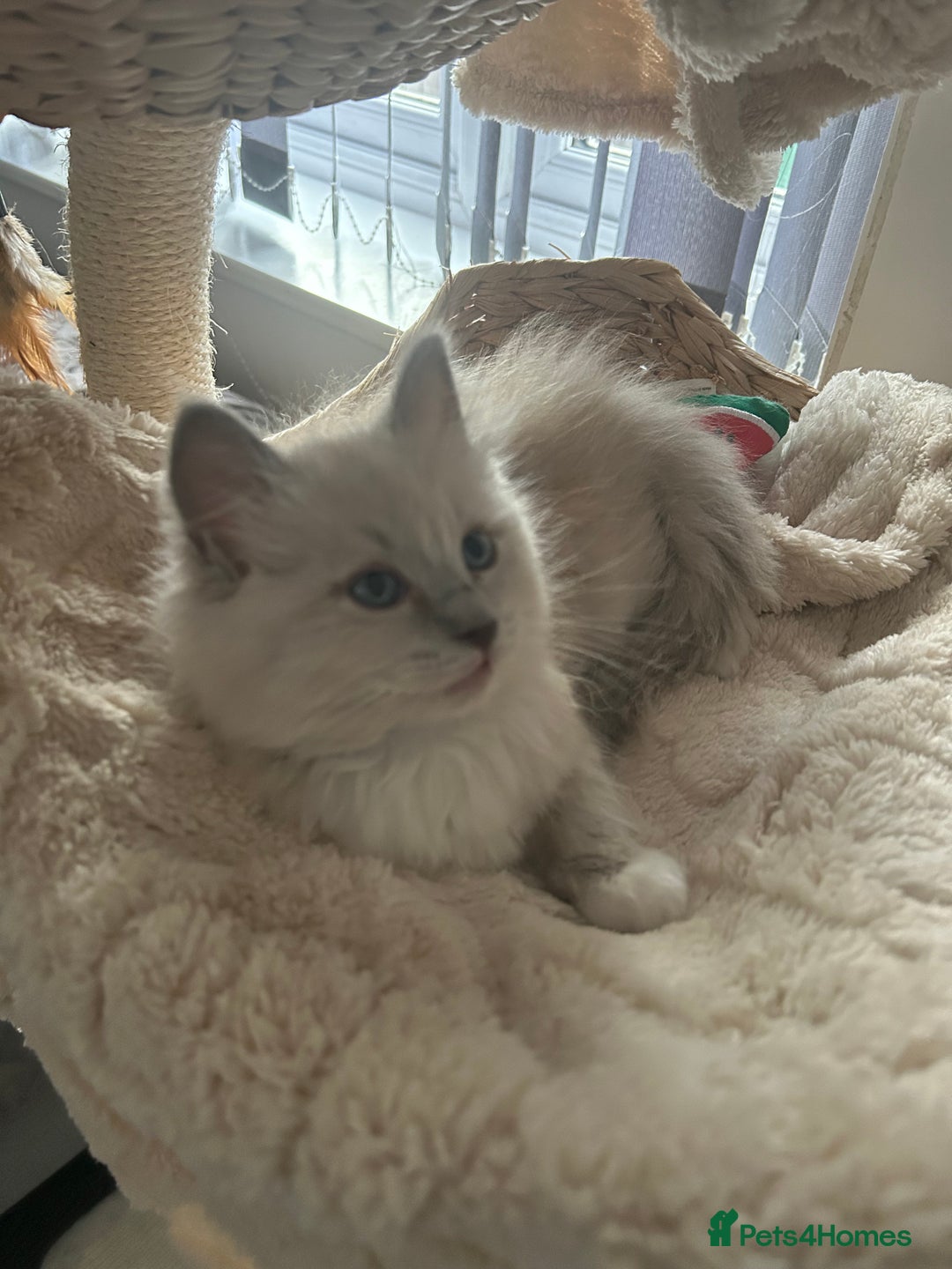 Ragdoll cats for sale: Blue mitted light mink  - Image 4