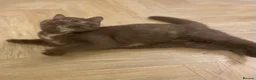 British Shorthair cats for sale: Champion GCCF British Shorthair Kittens - Advert 2