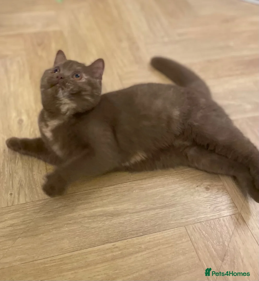 British Shorthair cats for sale: Champion GCCF British Shorthair Kittens - Advert 2