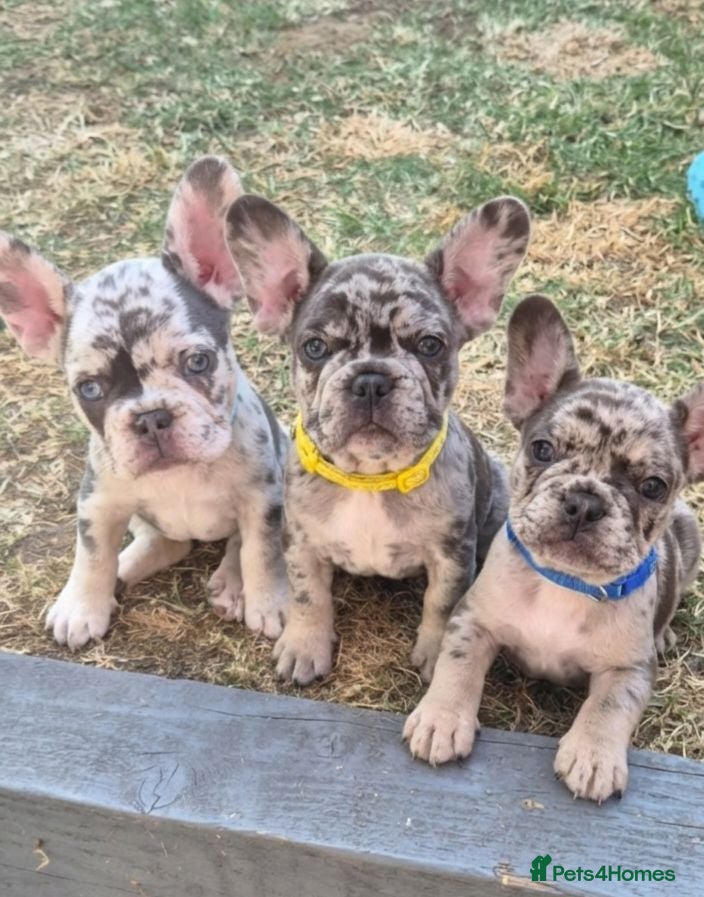 French Bulldog dogs  ​Happy,Healthy Pups Ready for Their Forever Homes - Advert 1