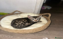 Bengal cats for sale: Stunning Bengal kittens - Image 22