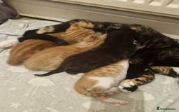 Persian cats for sale: Mixed bread  - Image 1