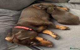 Miniature Dachshund dogs for sale: Chocolate and tan miniature Dachshund  - Advert 2