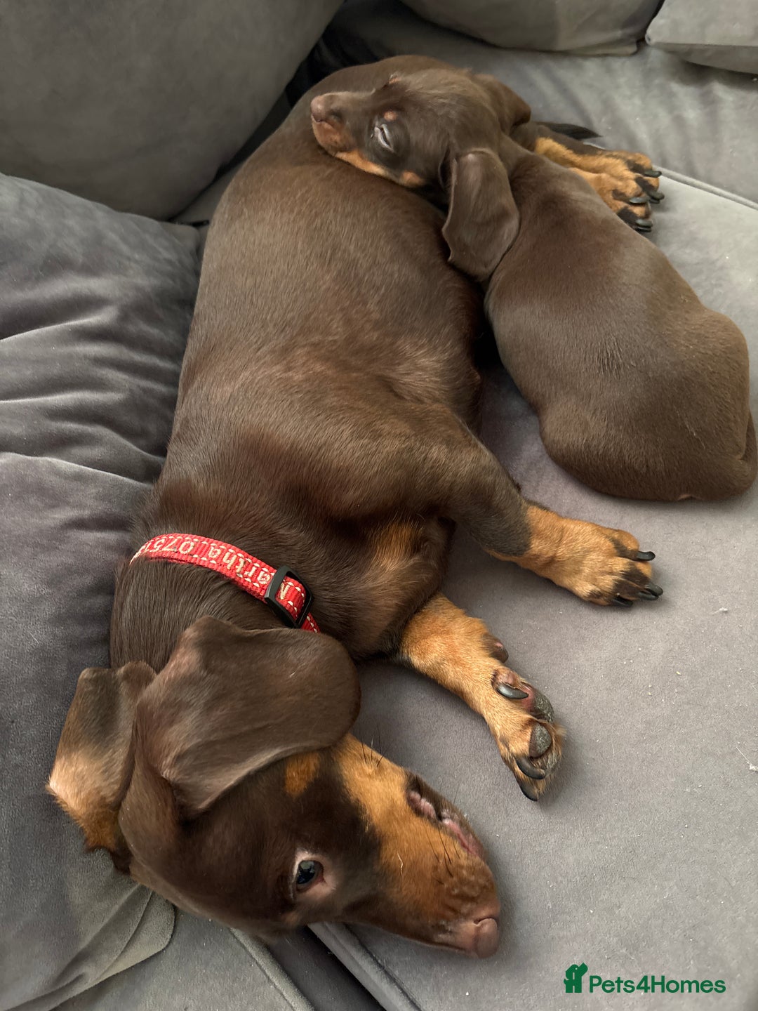 Miniature Dachshund dogs for sale: Chocolate and tan miniature Dachshund  - Advert 2
