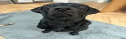 Labrador Retriever dogs for sale: KC Reg Labrador Retriever Puppies Health Tested in Melton Mowbray - Advert 11