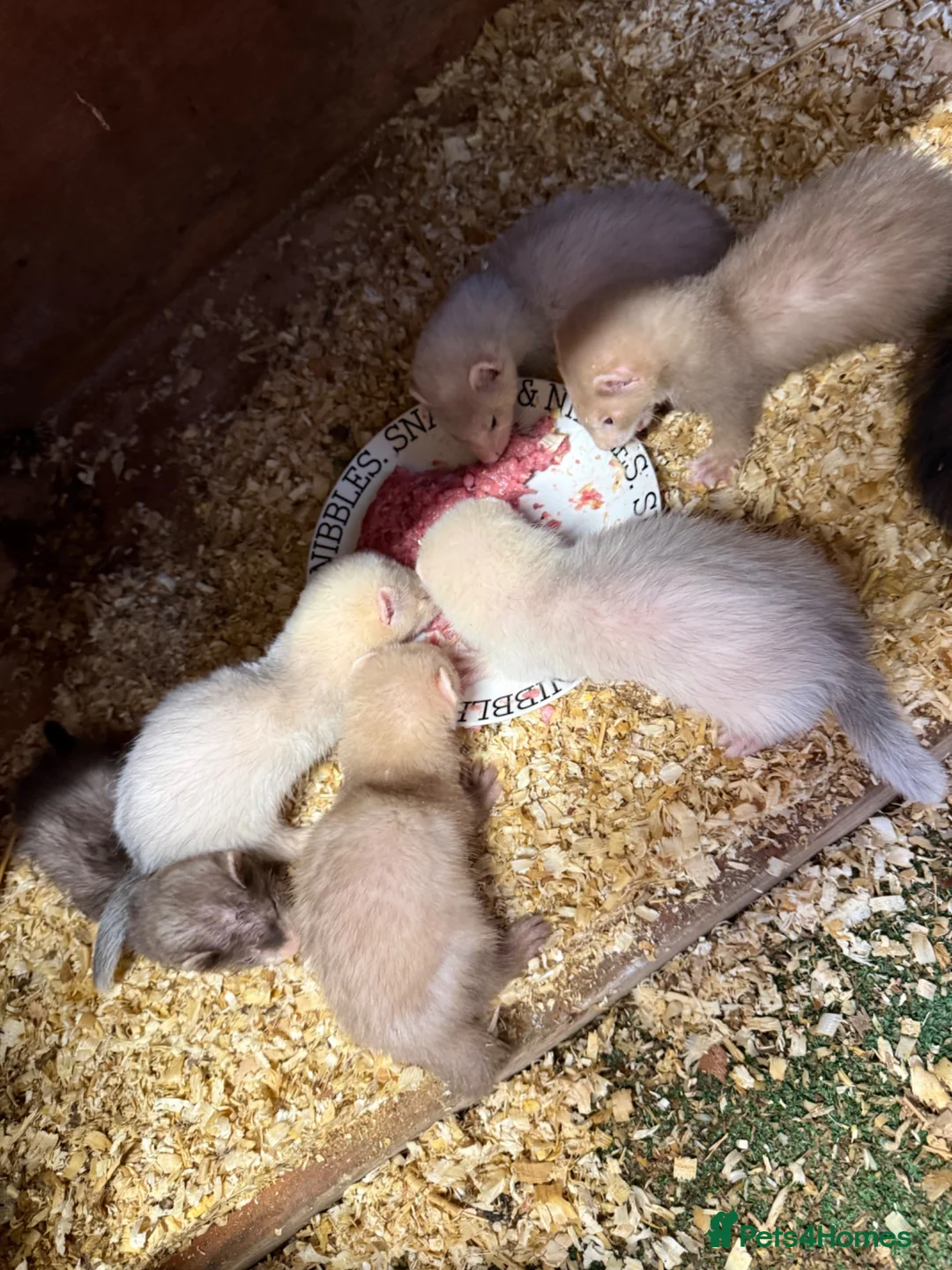 Ferret rodents for sale: Mixed ferret kits  - Advert 2