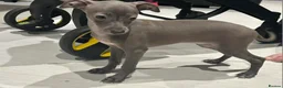 Italian Greyhound dogs for sale: 20 th feb KC reg quality  Just 1 blue boy & girl - Advert 12