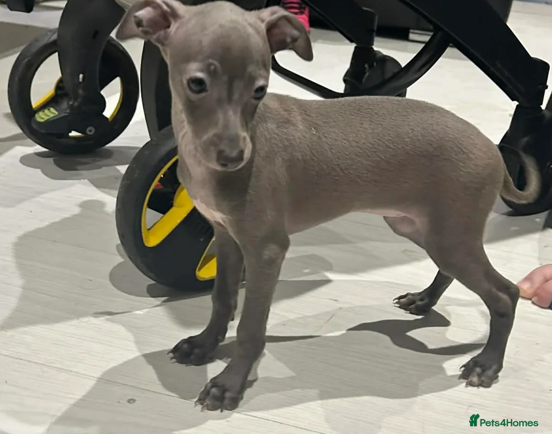 Italian Greyhound dogs for sale: 20 th feb KC reg quality  Just 1 blue boy & girl - Advert 12