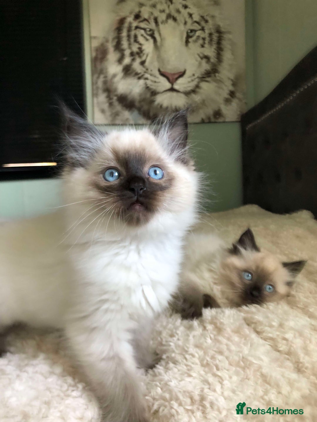 Ragdoll cats for stud: Rare Flame Point Ragdoll for stud - Image 15