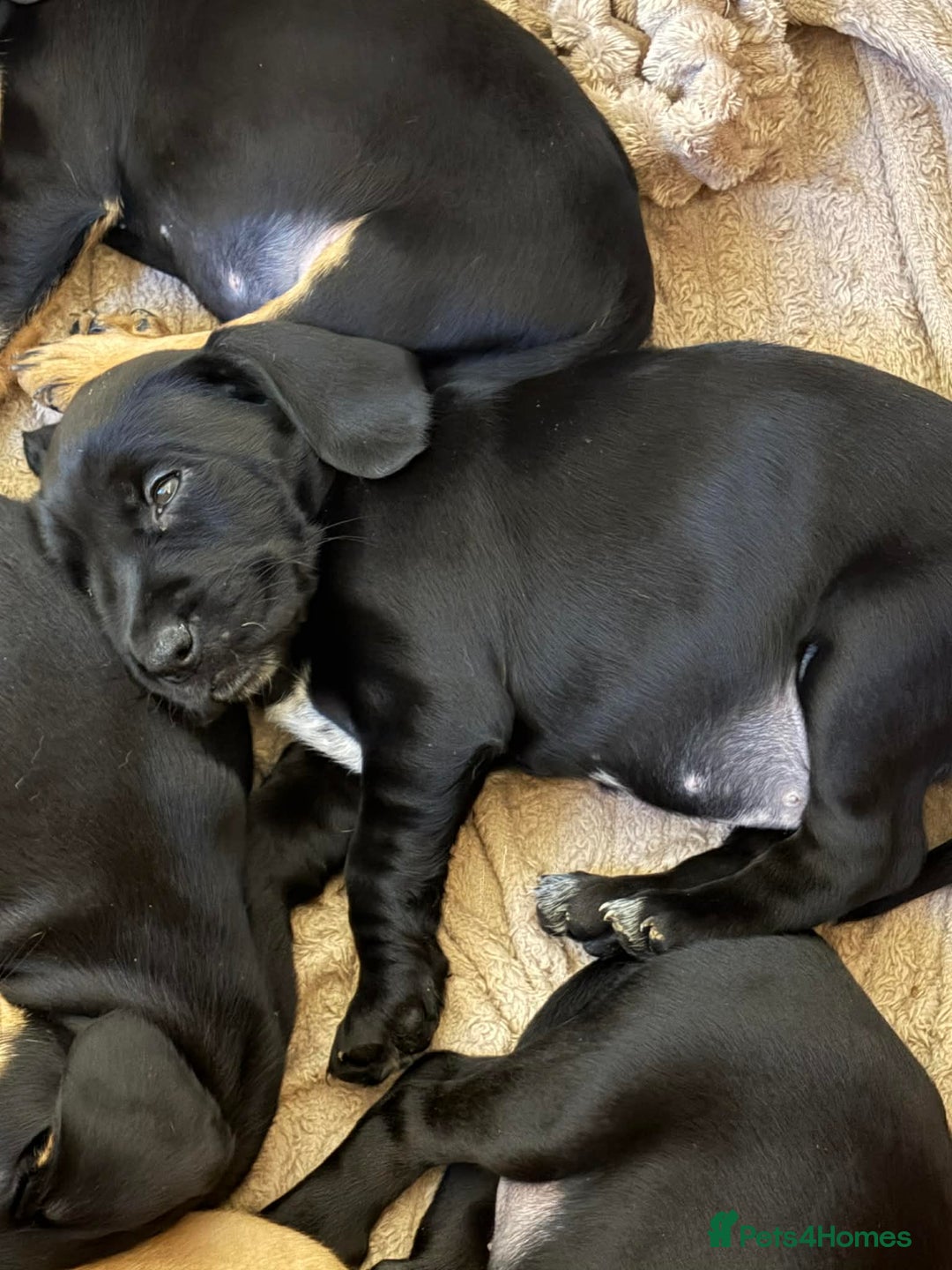 Mixed Breed dogs for sale: 9 Docker puppies - Advert 7