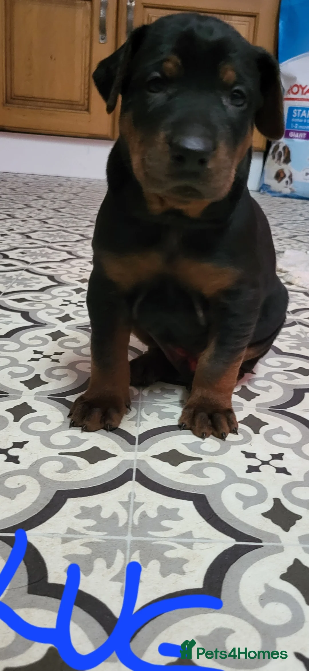 Chinese Red Dog dogs for sale: Chinese Red dog Pups available - Advert 14