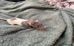 Rat rodents for sale: 2 rats for sale one dumbo rat and one normal rat  - Image 3