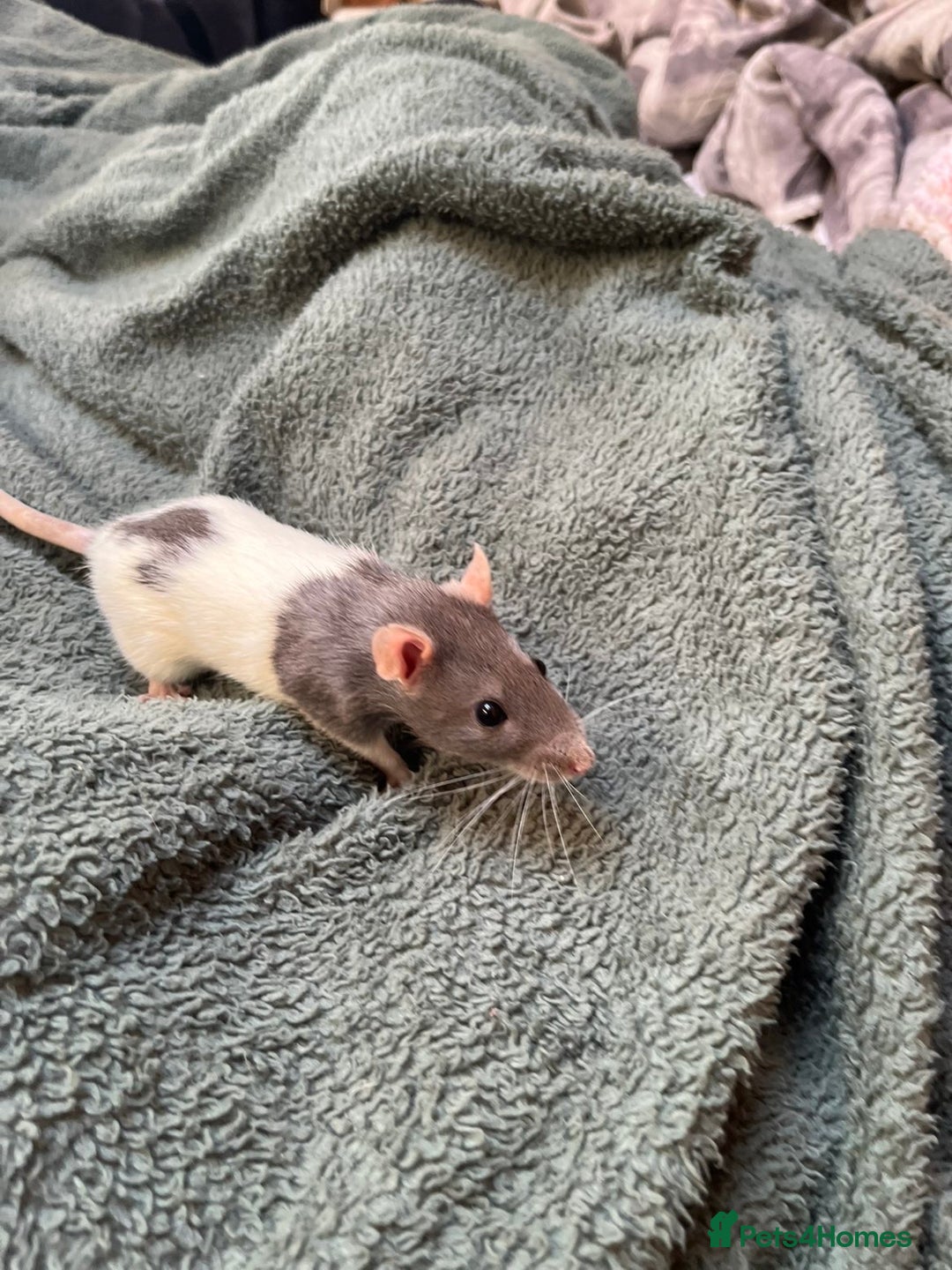 Rat rodents for sale: 2 rats for sale one dumbo rat and one normal rat  - Image 3