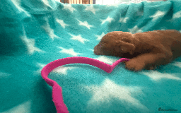Labradoodle dogs for sale: Miniature Labradoodle F1BB Puppies - Image 13