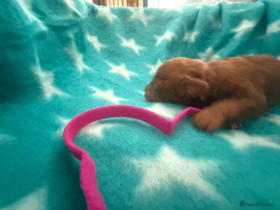 Labradoodle dogs for sale: Miniature Labradoodle F1BB Puppies - Image 13