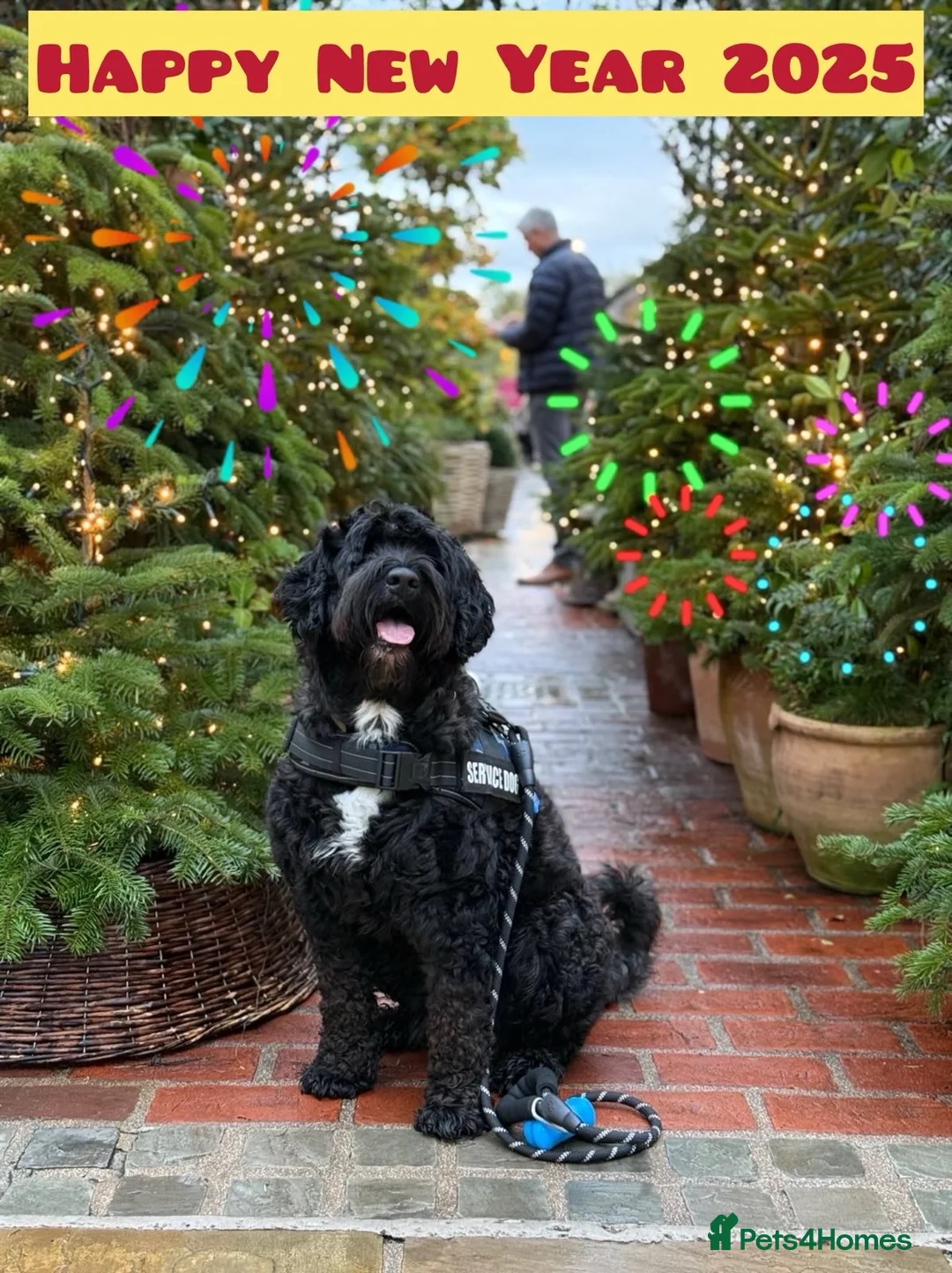 Portuguese Water Dog dogs for stud: Stud muffin lookin for lovin in Cambridge - Advert 1
