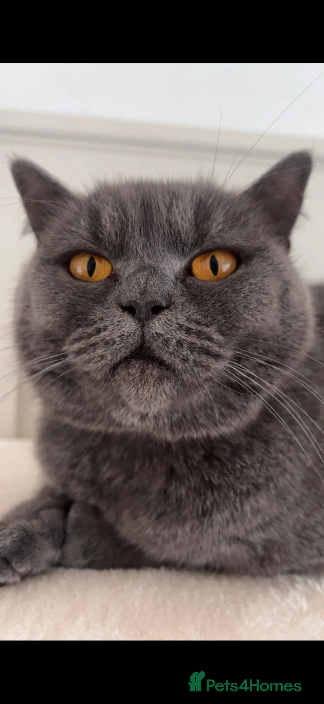 British Shorthair cats for sale: 3 year old British short hair girl  - Advert 2