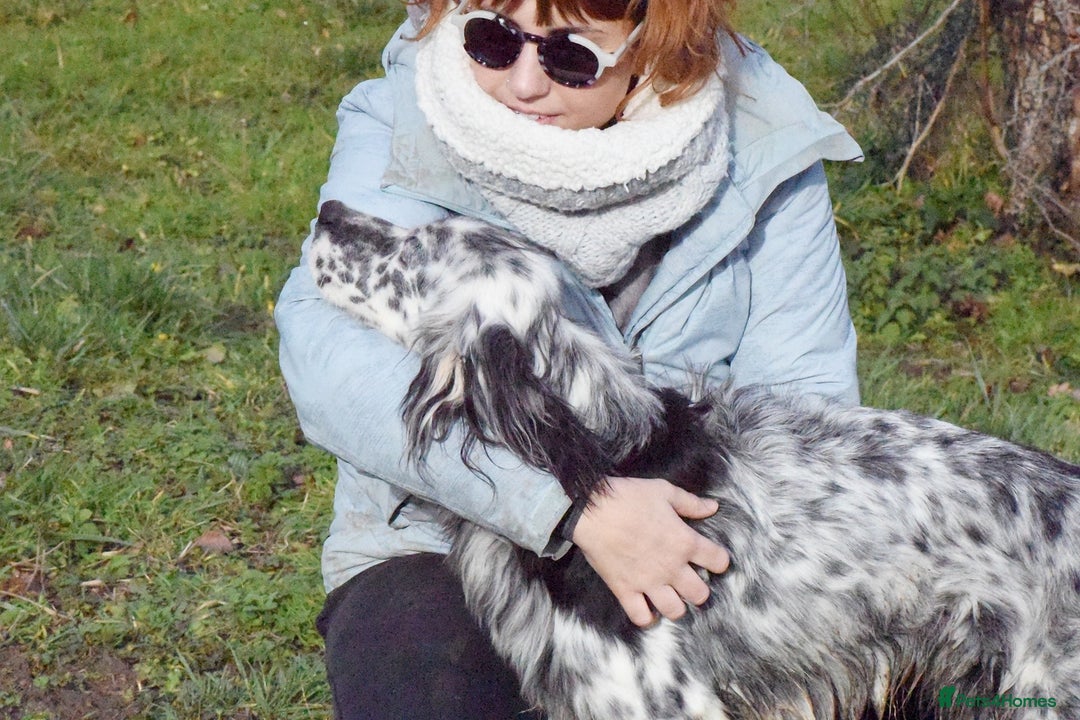 English Setter dogs for adoption: Boss  - Advert 4