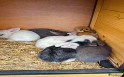 Mixed Breed rabbits for sale: Bunnies/rabbits ( in 2 weeks Will be ready to go ) - Image 1