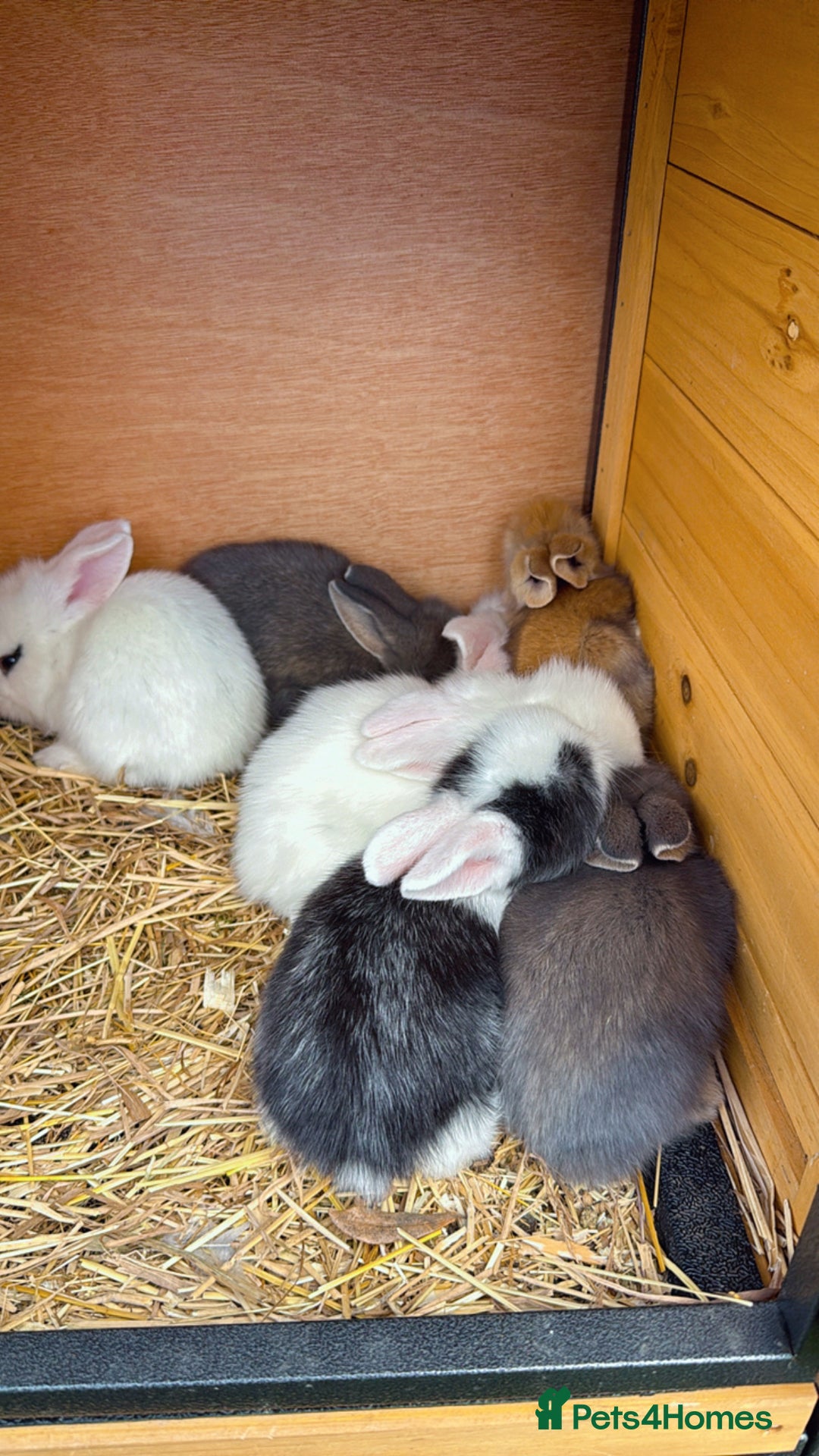 Mixed Breed rabbits for sale: Bunnies/rabbits ( in 2 weeks Will be ready to go ) - Image 1