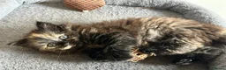 Mixed Breed cats for sale: Little female kitten  - Advert 4