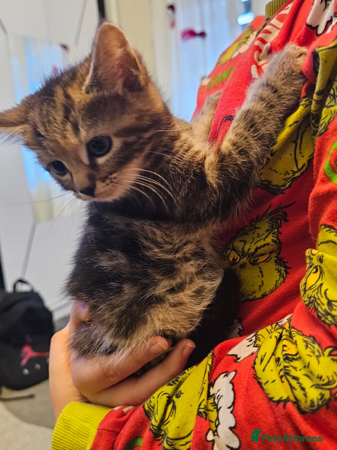 Mixed Breed cats for sale: Beautiful kittens - Advert 3