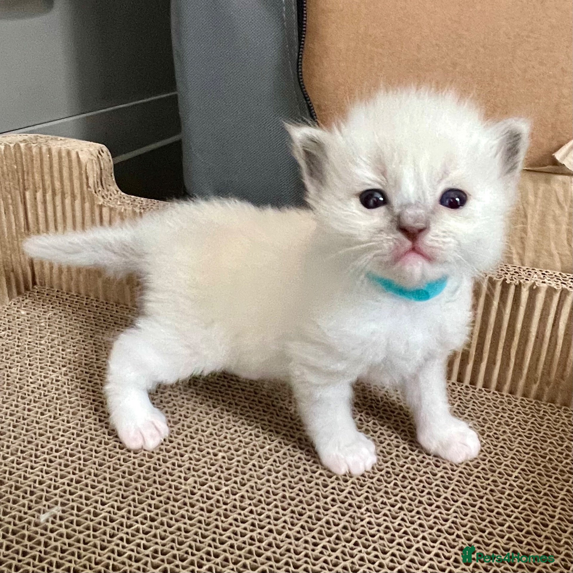 Ragdoll cats Ragdoll Kittens FIFe Registered  - Advert 13