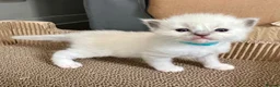 Ragdoll cats for sale: Purebred Ragdolls Kittens in Bournemouth - Advert 3