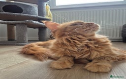 Maine Coon cats for sale: TICA - Maine Coon – 5 Boys Looking for Loving Home - Image 18