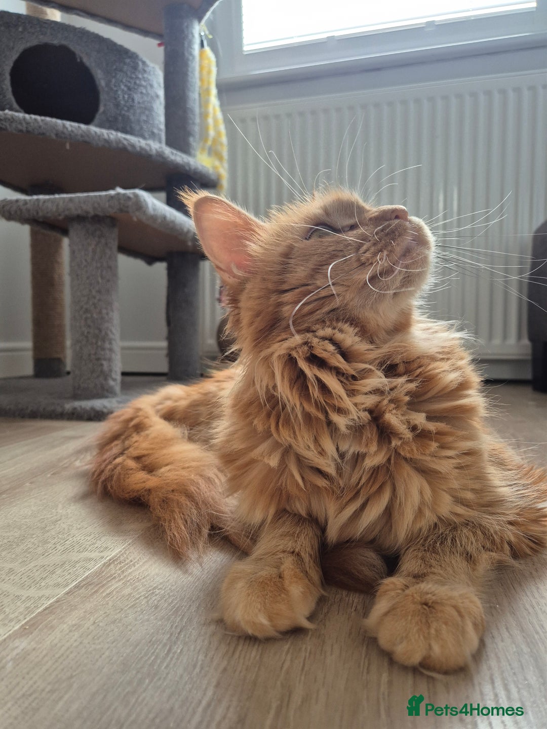 Maine Coon cats for sale: TICA - Maine Coon – 5 Boys Looking for Loving Home - Image 18