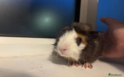 Guinea Pig rodents for sale: Four Guinea Pigs with Set Up and Accessories - Image 12