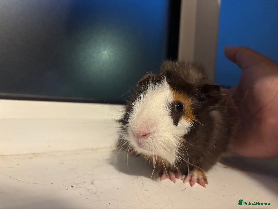 Guinea Pig rodents for sale: Four Guinea Pigs with Set Up and Accessories - Image 12