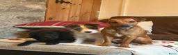 Patterjack dogs for sale: 3 year old lovely boy - Advert 2
