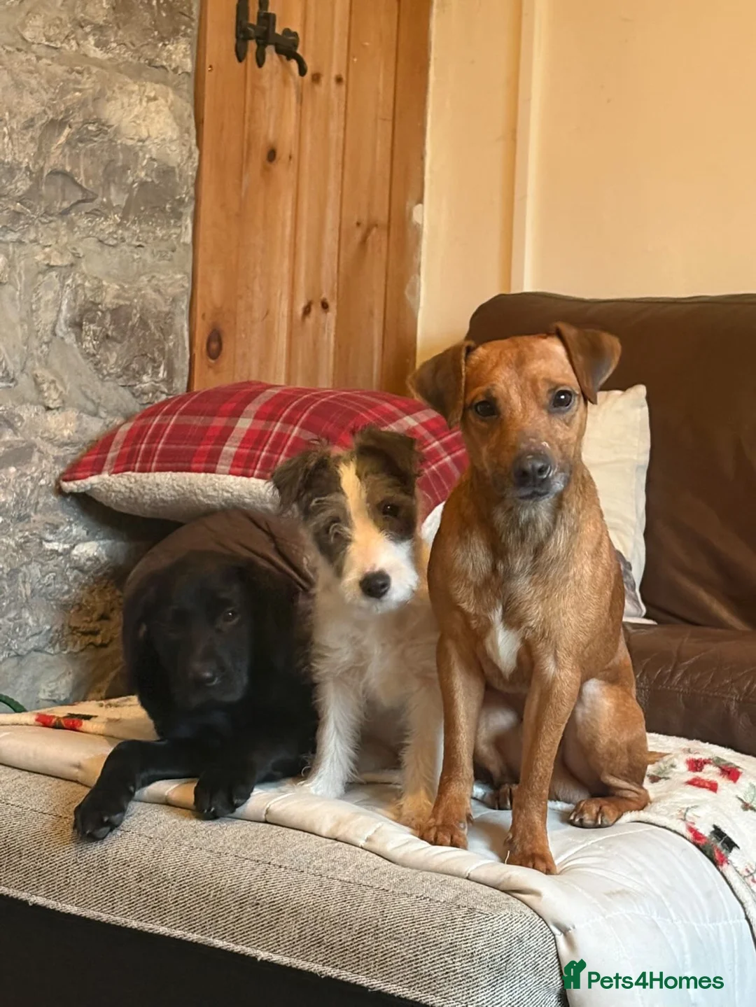 Patterjack dogs for sale: 3 year old lovely boy - Advert 2