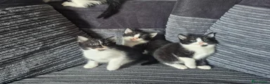 Mixed Breed 4