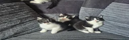 Mixed Breed cats for sale: Gorgeous mixed breed kittens READY NOW - Advert 5