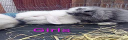 Mini Lop rabbits for sale: Mini Lop Bunnies Ready to leave 12/05 - Advert 10
