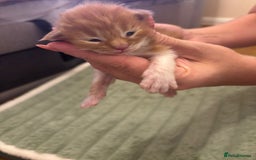 Maine Coon cats for sale: ARIODREAMMAINECOON  - Image 4