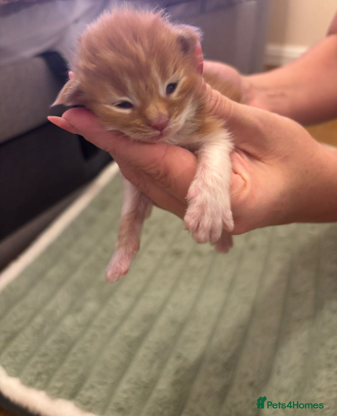 Maine Coon cats for sale: ARIODREAMMAINECOON  - Image 4