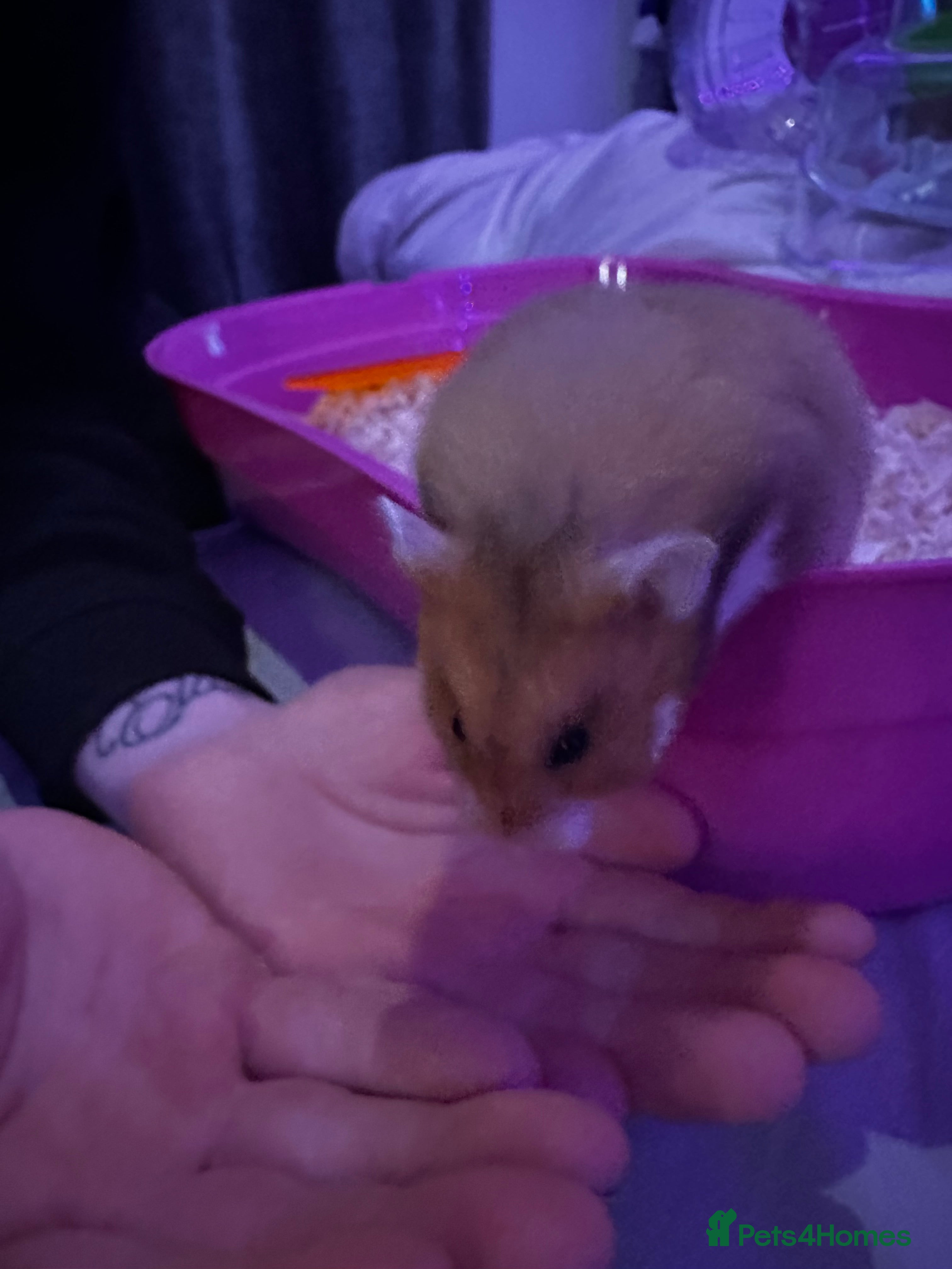 Hamster rodents Syrian Hamster - Advert 1