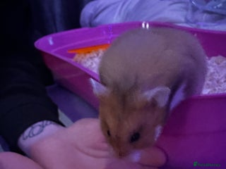 Hamster rodents Syrian Hamster - Advert 8