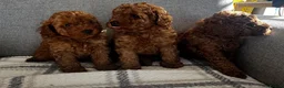 Toy Poodle dogs for sale: Beautiful Toy Poodle Puppies All Red Boys in Hoddesdon - Advert 6