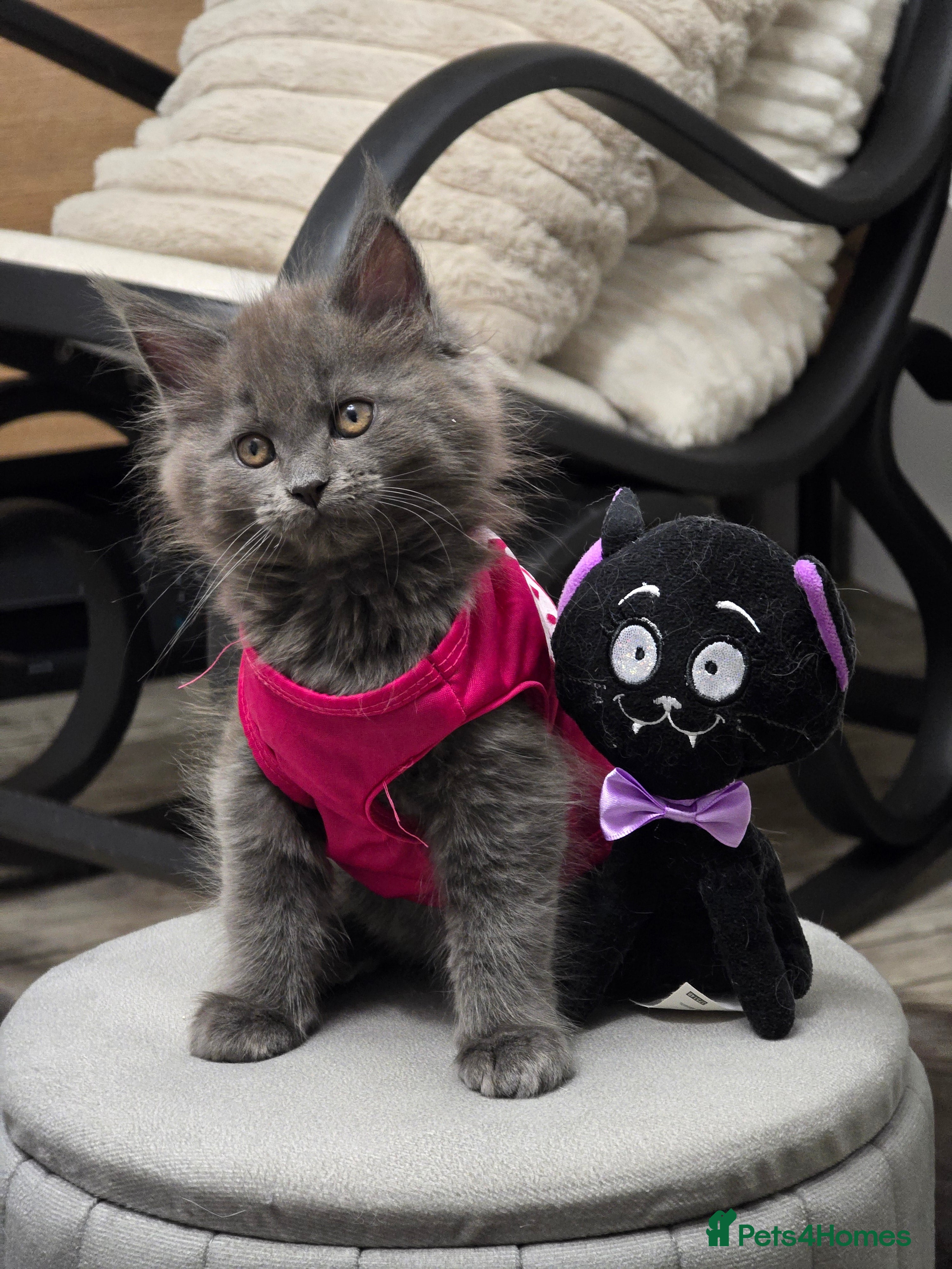 Maine Coon cats Maine Coon GCCF  - Advert 17