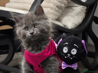 Maine Coon cats Last one blue solid girl -Maine Coon GCCF - Advert 9