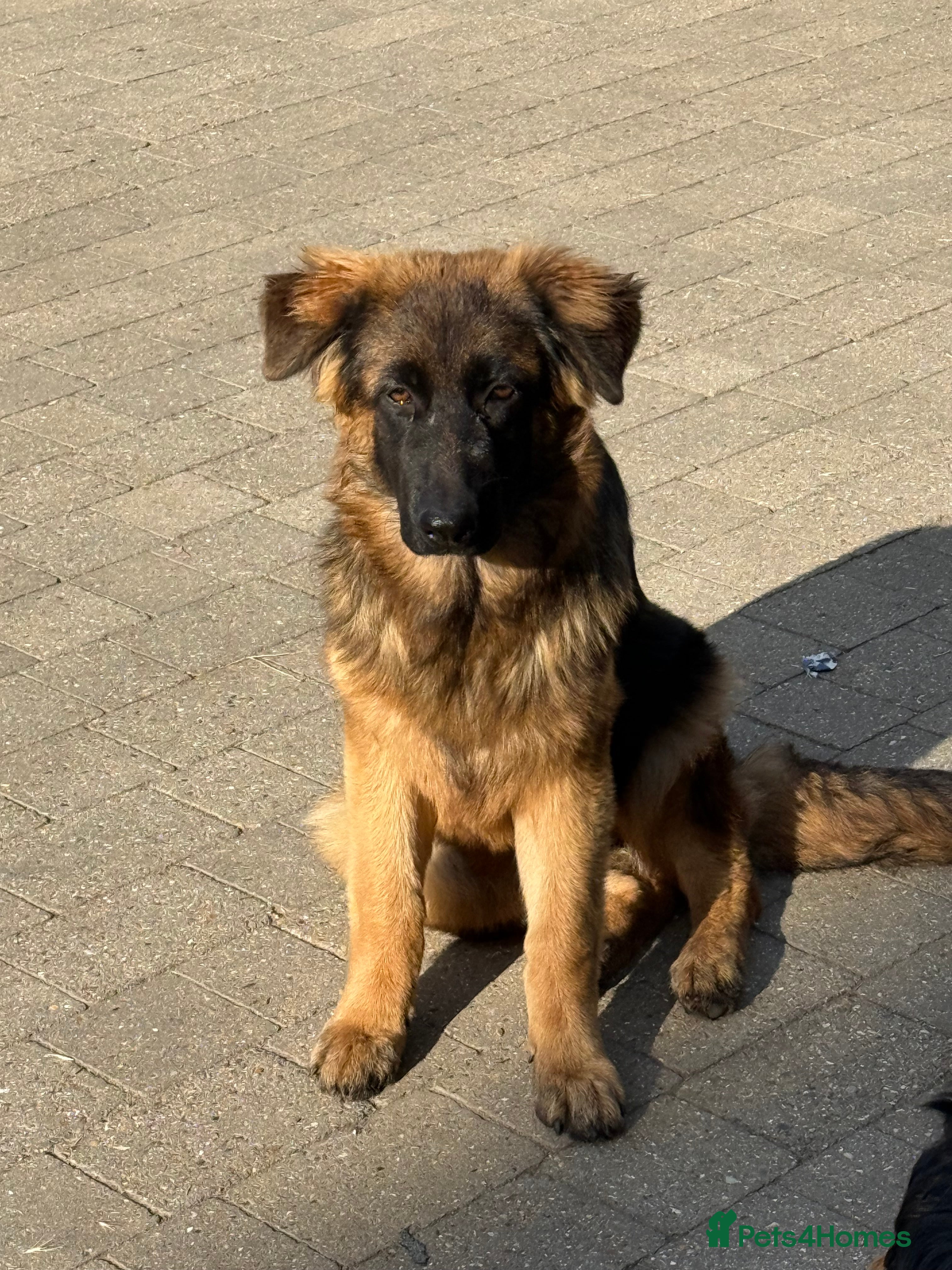 German Shepherd dogs PGS Long coat king size ready to move - Advert 2
