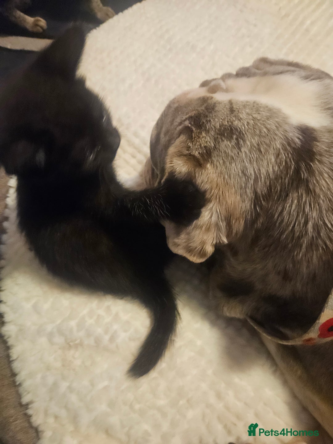 Mixed Breed cats for sale: Mixed breed kittens, mum half bengal - Advert 10